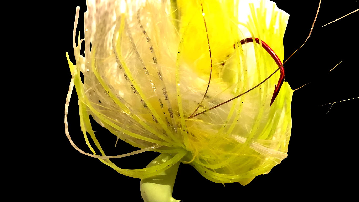 Zf-Hybrid drangonfly